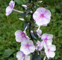 /album/phlox/phlox-delta-jpg/